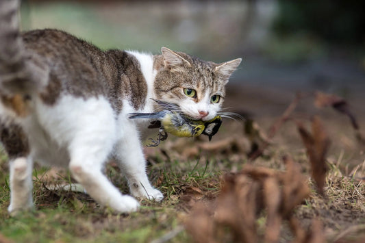 The-Hunter-in-Your-Living-Room-Understanding-Your-Cat-s-Bird-Fascination PawBayPets