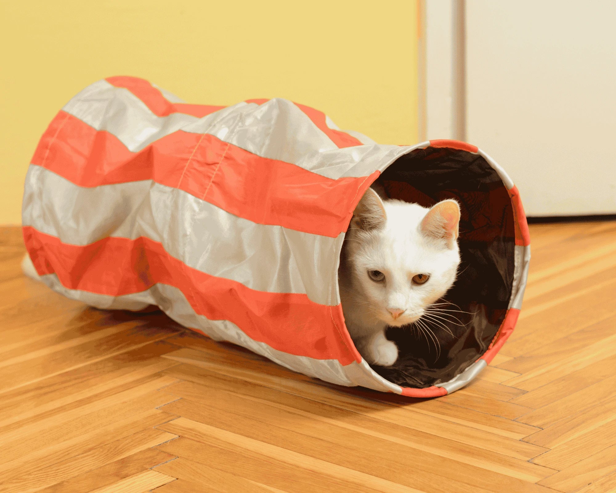 Why-Cats-Love-Tunnels-Understanding-Your-Cat-s-Instinct-to-Hide-and-Play PawBayPets