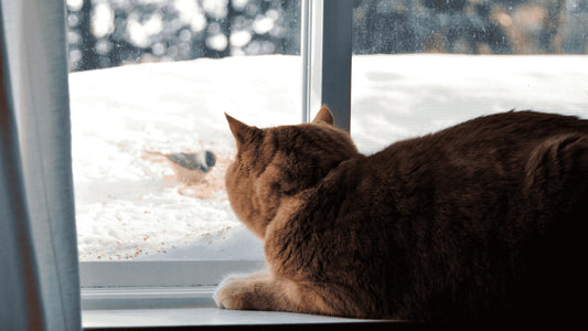 🔭 The Cat Window Watch: Science Behind the Stare - PawBayPets