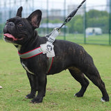 Adjustable Dog Harness for Small & Medium Dogs - Reflective Chest Strap for Outdoor Walks - PawBayPets