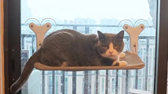 Heavy Duty Cat Window Perch - Foldable 45lb Capacity with 6 Suction Cups PawBayPets