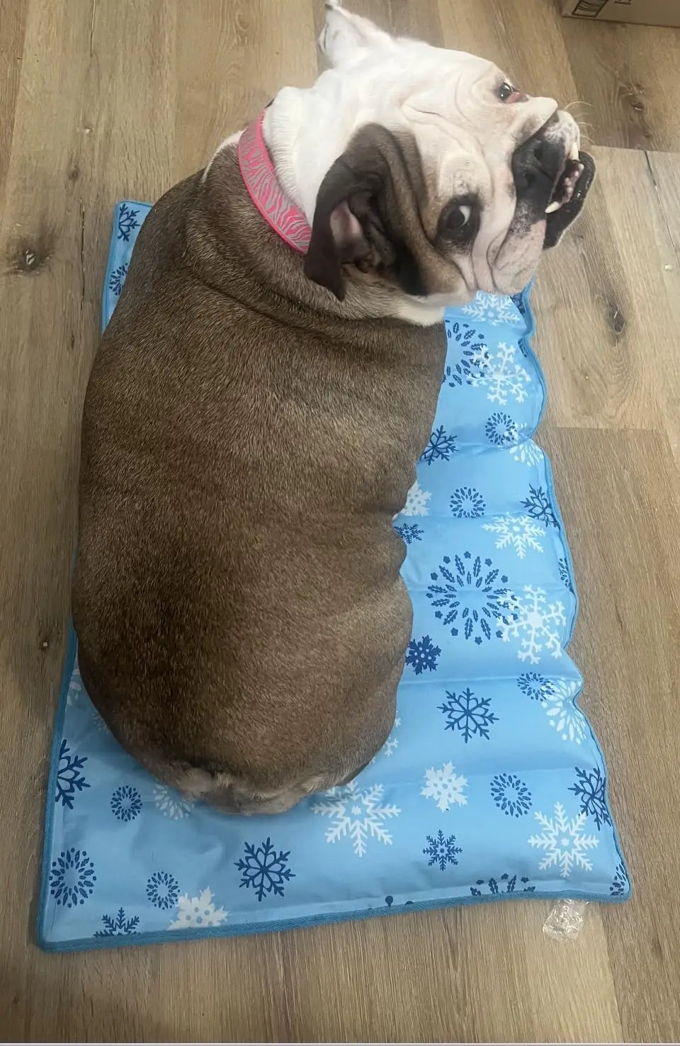 Self-Cooling Gel Mat for Pets - Auto Temperature Control, Portable & Reversible PawBayPets